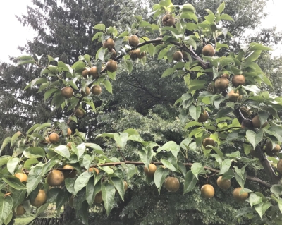 Asian pear, Korean Giant