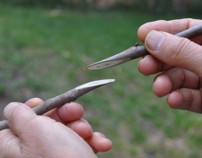 Whip graft of stem to rootstock