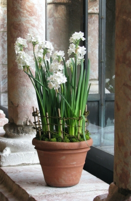 Potted daffodils