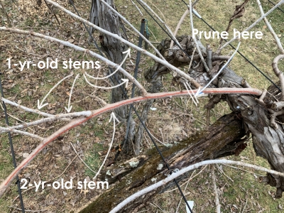 Actinidia pruning detail