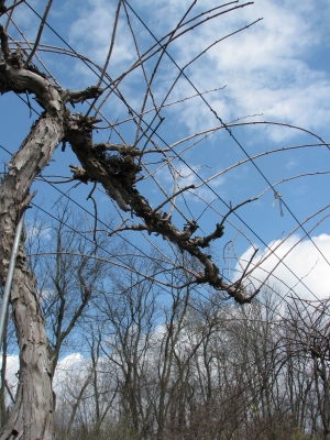 Pruned kiwi vine