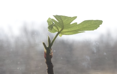 Fig stem beginning growth