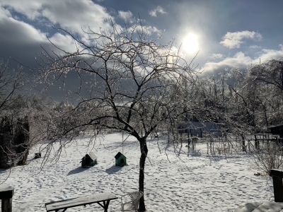 Ice covered honeylocust tree