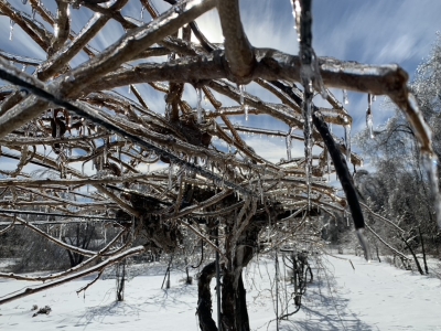 Ice encased kiwi stems