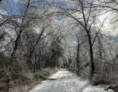 An icy cathedral of overarching trees