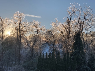Late afternoon view of icy trees