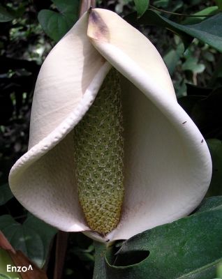 Monstera fruit