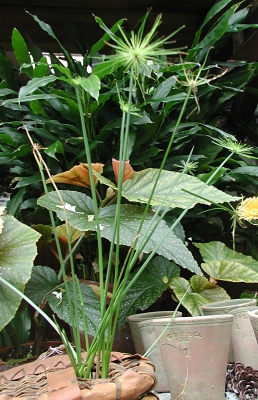 cyperus plant