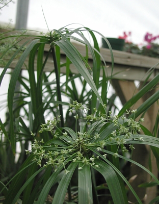 Cyperus  flowers