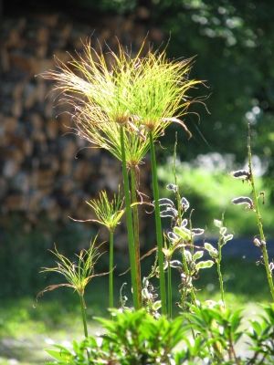 King Tut cyperus