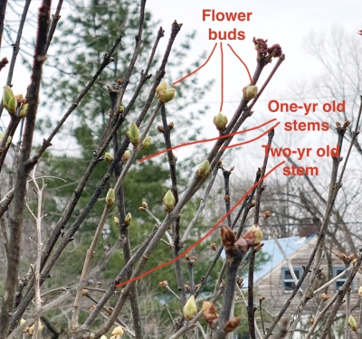 Lilac flower buds