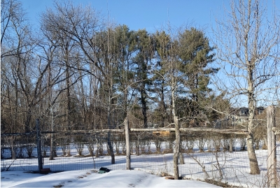 Pines at neighbor's house