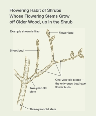 Lilac flowering habit