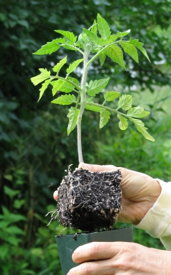 Healthy tomato transplant