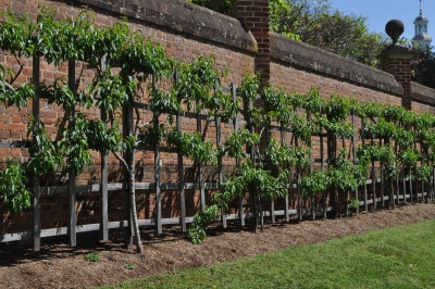 Walled garden, with wall capturing heat for espliered peaches