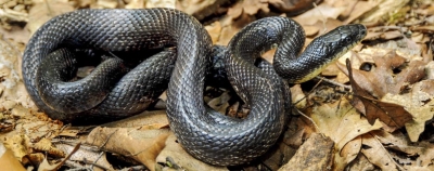Adult black rat snake