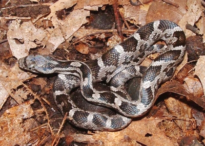 Baby black rat snake