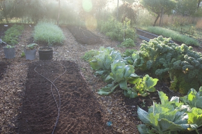 composted garden beds