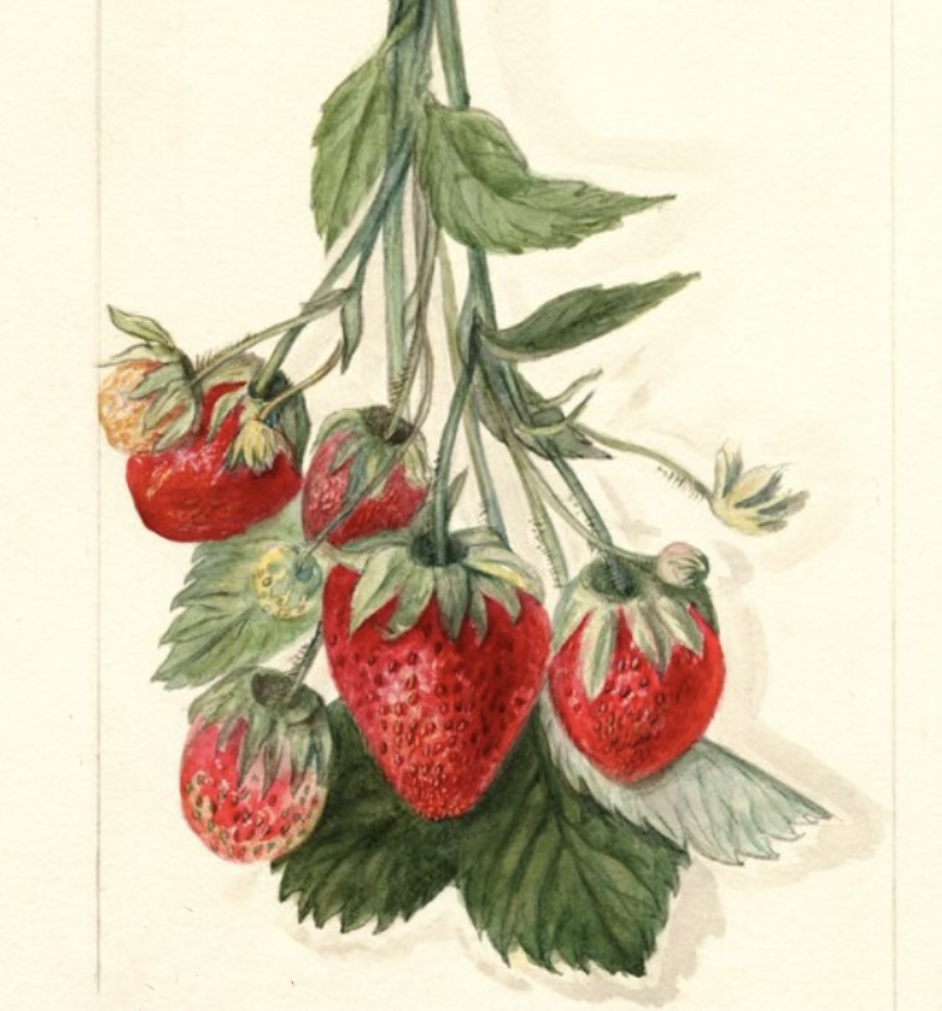 PLANT STRAWBERRY PLANT(S) – Lee Reich