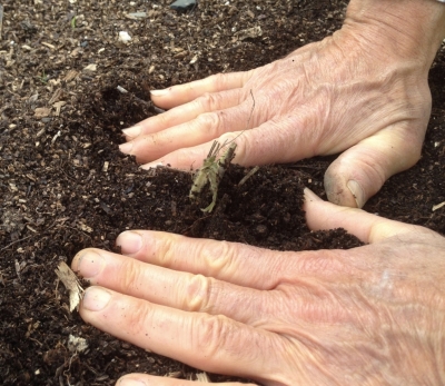 Firming soil after planting