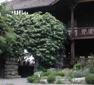 Climbing hydrangea at Mohonk Mountain House