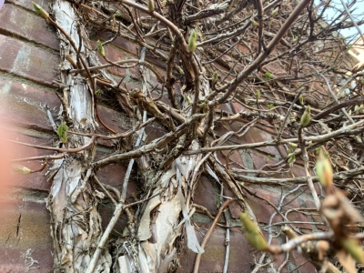 Hydrangea animala bark