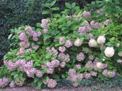 Smooth Hydrangea