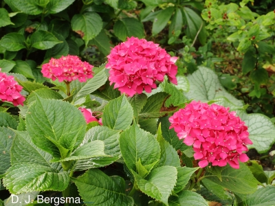 Mophead hydrangea