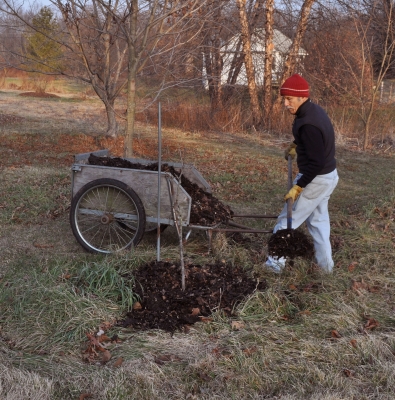 Mulching young tree