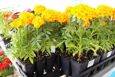 Marigold 6-pack