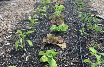 Pepper, tomato, lettuce planted
