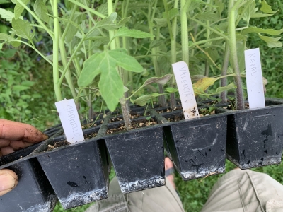 Tomatoes for planting