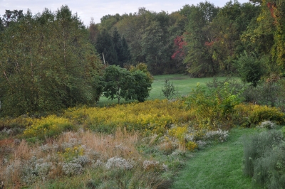 Wildflowers in Lawn Nouveau tall grass