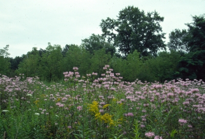 Meadow withh monarda