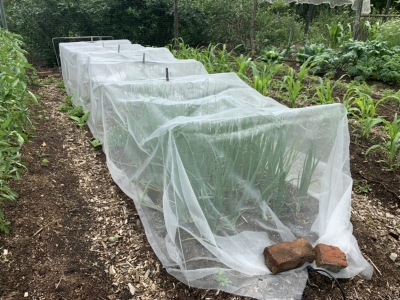 Onion And Leek Netted 400x300 