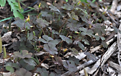 Oxalis weed