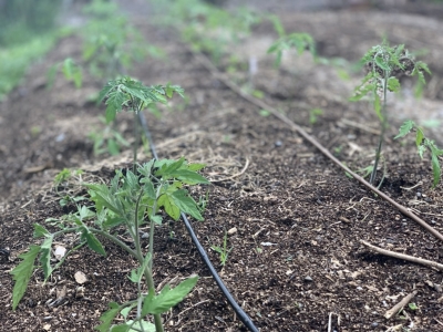 Planted tomatoes