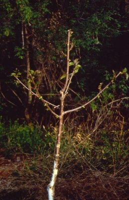 Well-trained cherry tree