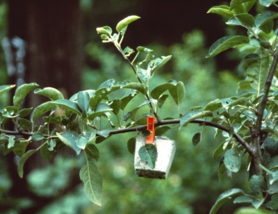 Training with branch weight