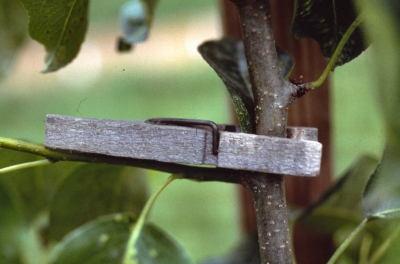 training with clothespin