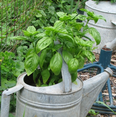 Basil plant