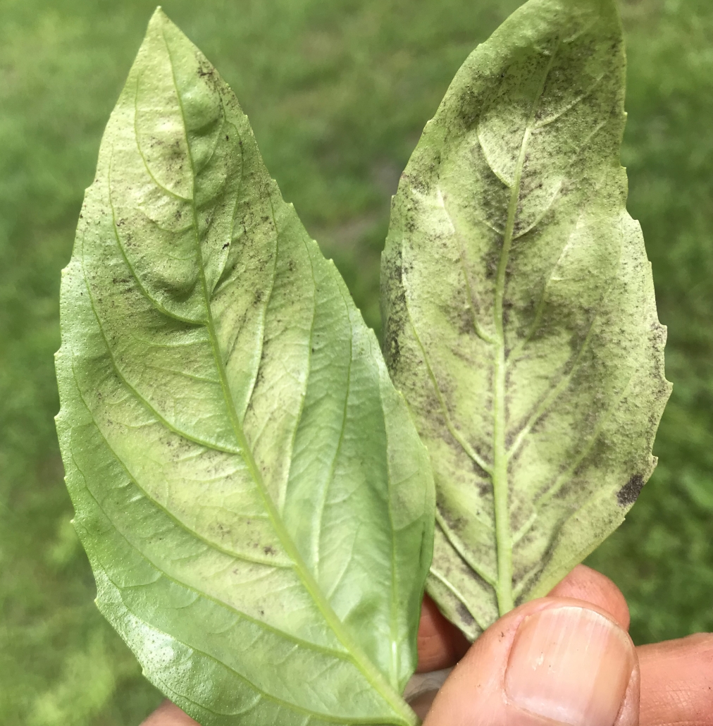 RAISING BASIL(S) – Lee Reich