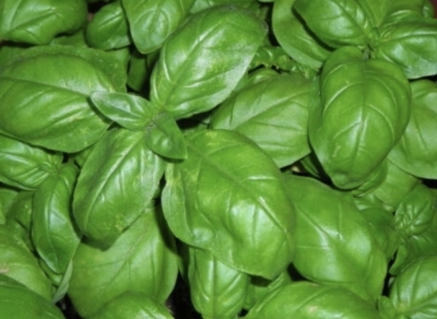 Basil leaves