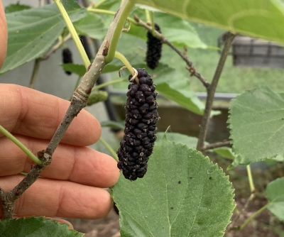 Pakistani mulberry fruit