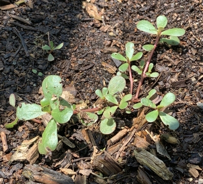 Purslane