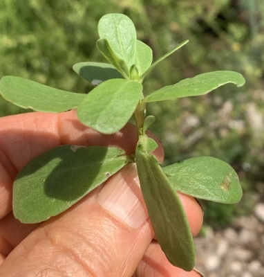 purslane close-up