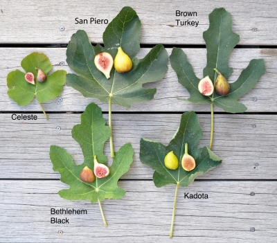 Five varieties of fig