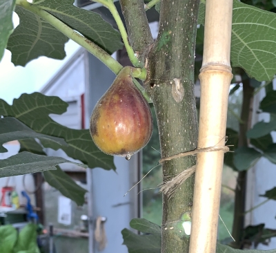 Fig with tear in eye