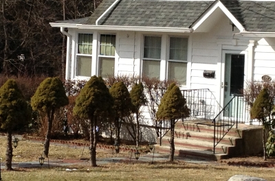 Standard evergreens along front path