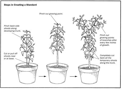 Steps in making a standard